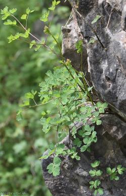 image for Lesser Meadow-rue