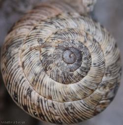 Wrinkled Snail