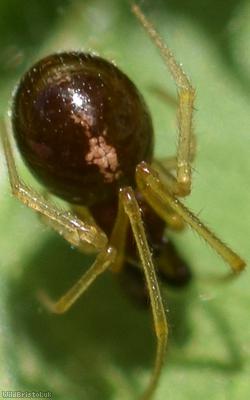 Cream-backed Comb-footed Spider