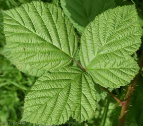 image for Rubus sect. Corylifolii Unidentified 3