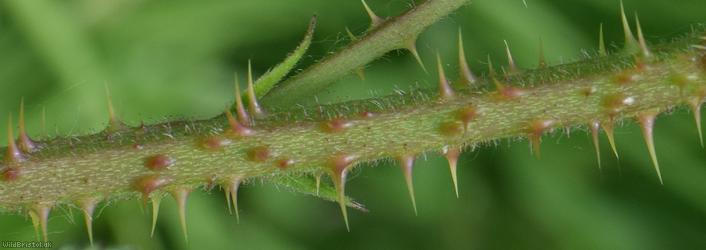 Rubus sect. Corylifolii Unidentified 3