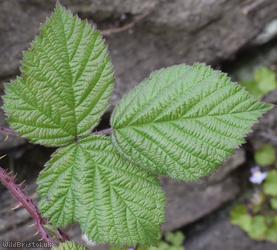 image for Rubus sect. Corylifolii Unidentified 2