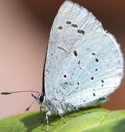 image for Holly Blue