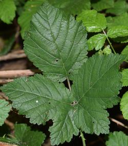 image for Rubus ser. Sylvatici Unidentified 2
