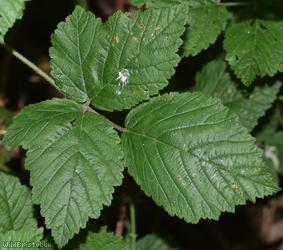 Rubus ser. Sylvatici Unidentified 2