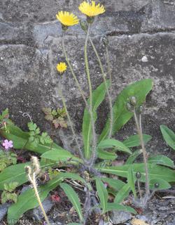 image for Spreading Mouse-ear Hawkweed