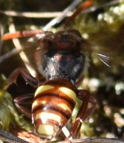 Fork-jawed Nomad Bee