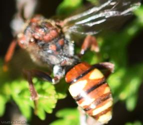 Fork-jawed Nomad Bee