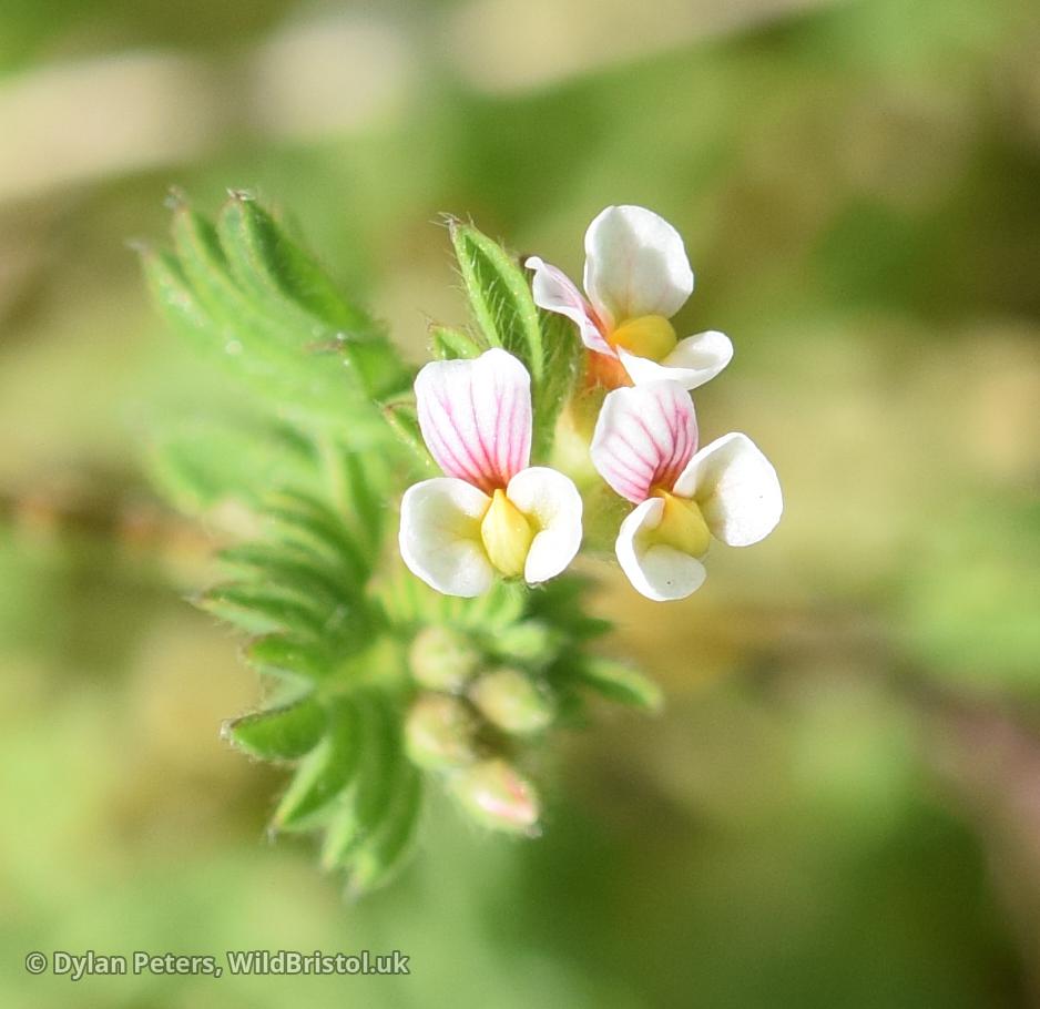 *Ornithopus perpusillus* (Bird's-foot)