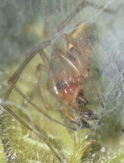 Cheiracanthium erraticum