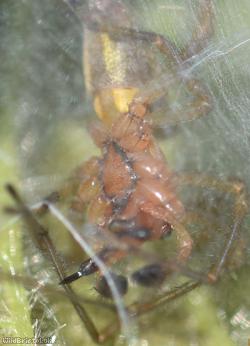 Cheiracanthium erraticum