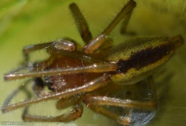 Cheiracanthium erraticum