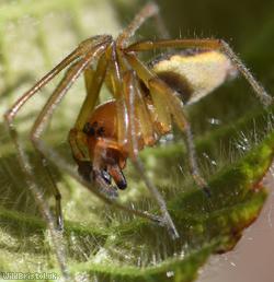 Cheiracanthium erraticum