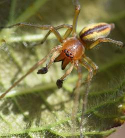 Cheiracanthium erraticum