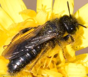 image for Shaggy Bees