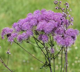 image for French Meadow-rue