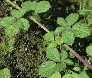 Rubus ser. Rhamnifolii Unidentified 2