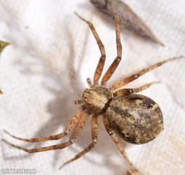 image for Wandering Crab Spider