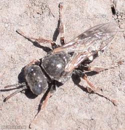 Common Spiny Digger Wasp