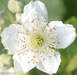 image for Rubus section Corylifolii