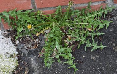 White-stalked Dandelion