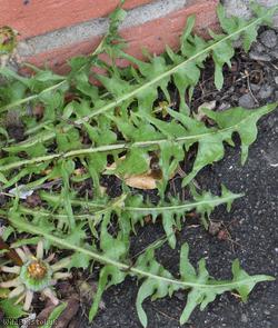 White-stalked Dandelion