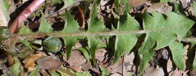 Grassland Dandelion