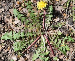 Grassland Dandelion
