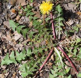Grassland Dandelion