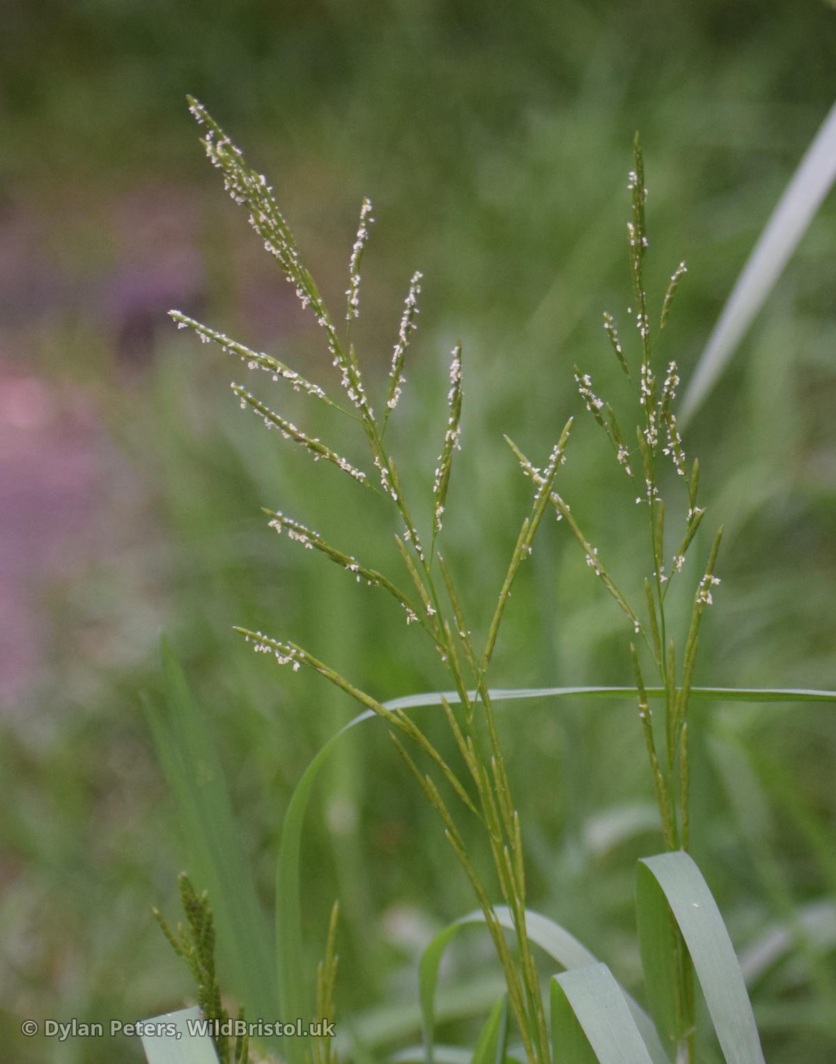 Plicate Sweet-grass (Glyceria notata)