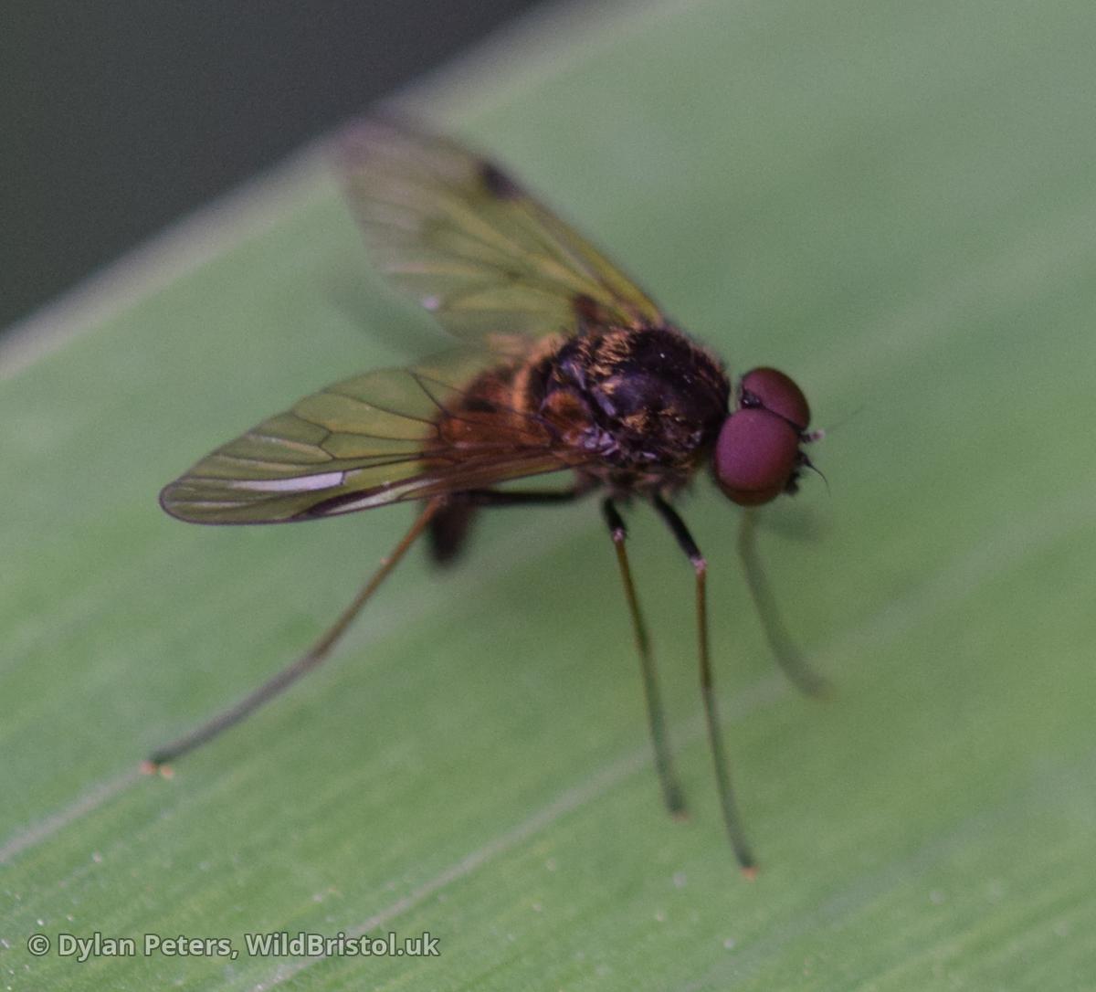 Black Snipefly (Chrysopilus cristatus)