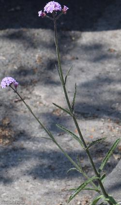Argentinian Vervain