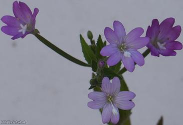 Hoary x Broad-leaved Willowherb