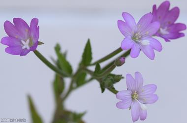 image for Hoary x Broad-leaved Willowherb