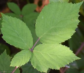image for Imbricate-leaved Bramble