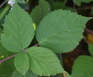 Imbricate-leaved Bramble