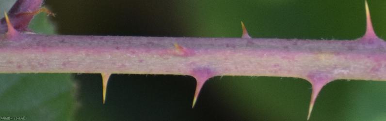 Imbricate-leaved Bramble