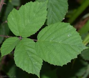 Imbricate-leaved Bramble