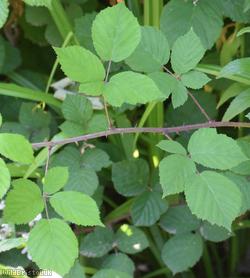 Imbricate-leaved Bramble