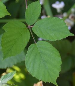 Imbricate-leaved Bramble