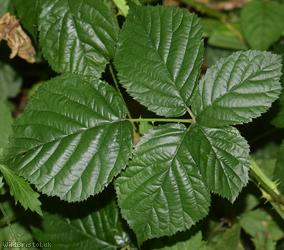 image for Rubus 'Goblin Combe'