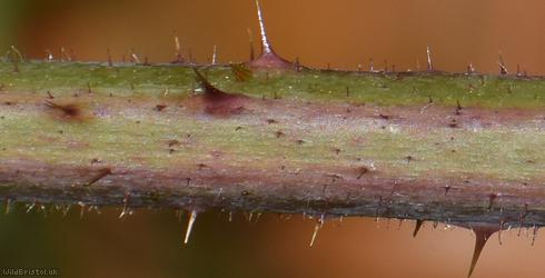 Long-stemmed Bramble