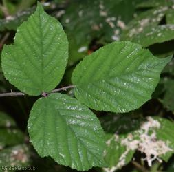 image for Rubus series Radulae