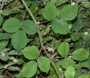 Long-stemmed Bramble