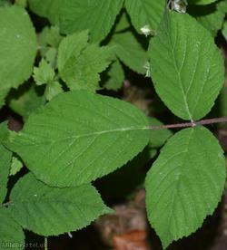 Long-stemmed Bramble