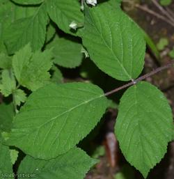 Long-stemmed Bramble