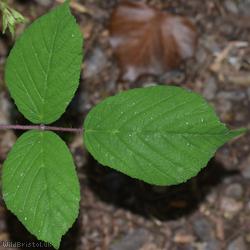 Long-stemmed Bramble