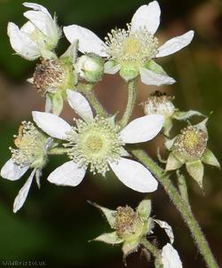 image for Rubus ser. mucronati Unidentified 1