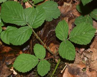 Rubus ser. mucronati Unidentified 1