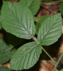 Rubus ser. mucronati Unidentified 1